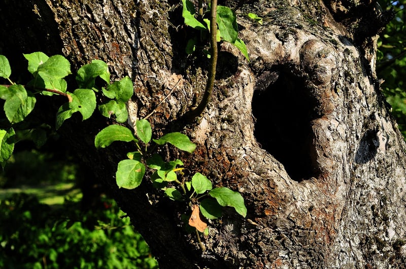 Pixie Hollows