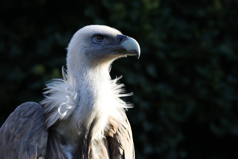 Griffin